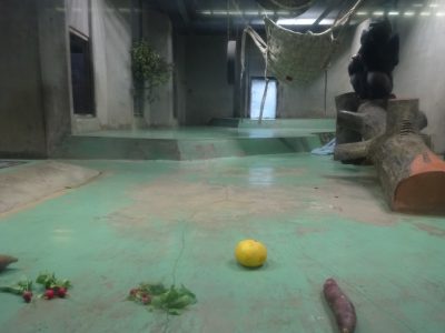 ハツカダイコンとタロウ