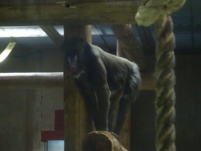 デコ