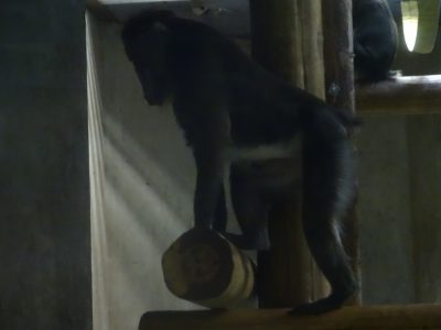 デコ