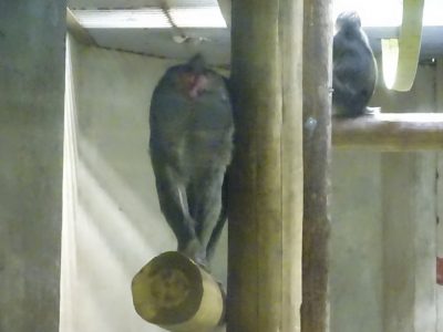 デコ