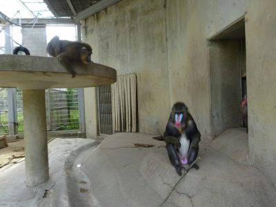 キンシャサの枝を狙うニコン