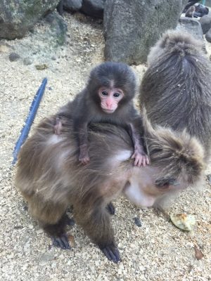 ヤクニホンザルの赤ん坊の写真