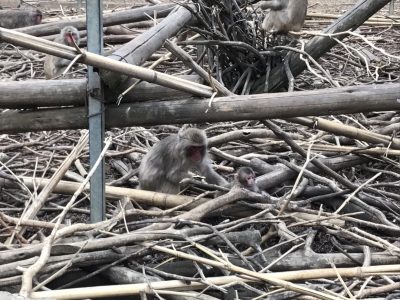 ニホンザルの赤ん坊の写真