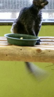 尻尾をフリフリフリフリフリフリ