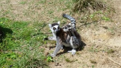 おんぶワオキツネザル