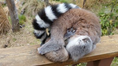 親子すやすや