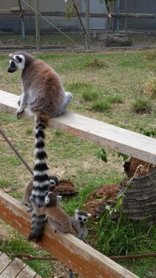 尻尾で遊ぶよ