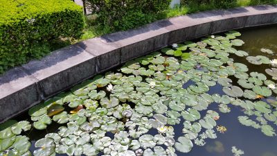 リスザルの池の中にコヤツ