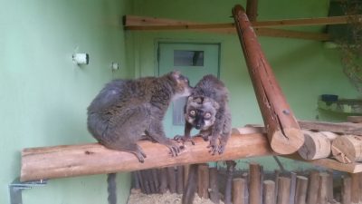 テシテシブラウンキツネザル