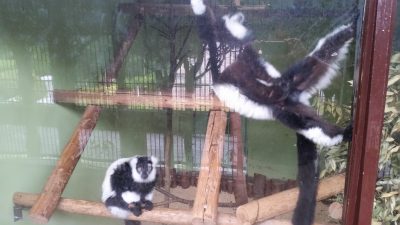 エリマキキツネザルウェーイ