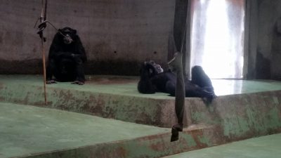 チンパンジーまったり