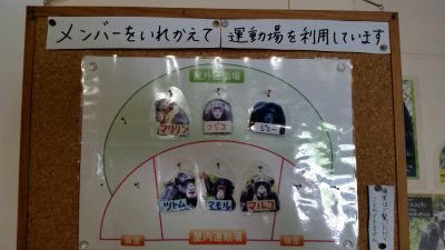 チンパンジーメンバー表