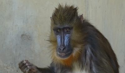 今日のニコン