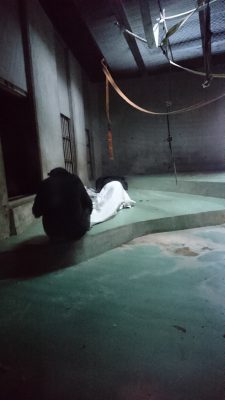 消灯後のマモル