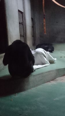 ふとんをかぶったマモル