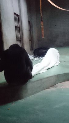 ふとんをかぶったマモル2