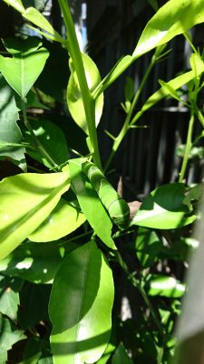 アゲハチョウの幼虫2