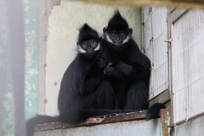 フランソワルトン 母子