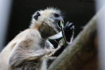 ハヌマンラングール 食事1