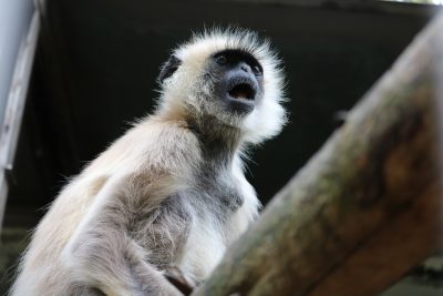 ハヌマンラングールの口