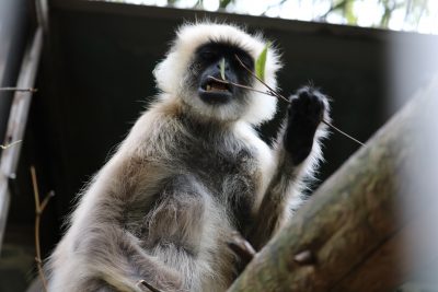 ハヌマンラングール 食事2