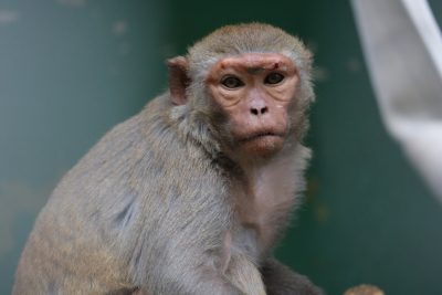 アカゲザル 正面