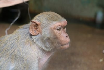 アカゲザル 側面