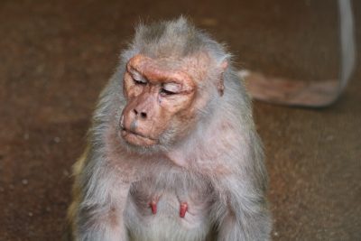 アカゲザル　立ち寝