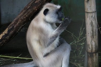ハヌマンラングール　食事