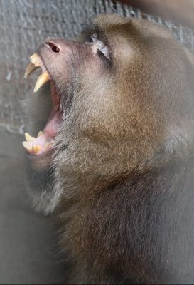ザルバのあくび