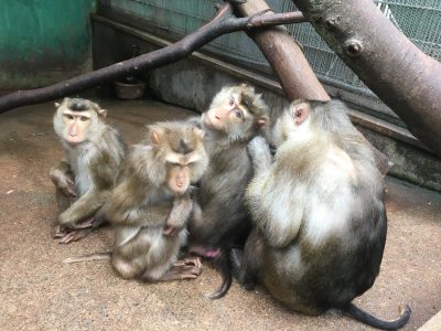 ブタオザル 集まる