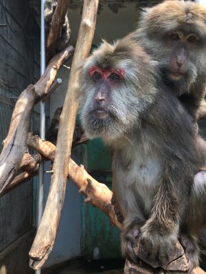 サクラ
