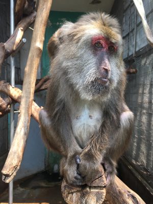 サクラ　流し目