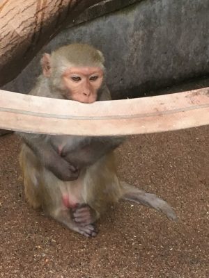 咥え