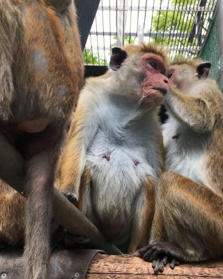 キキョウ1