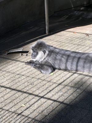 シルバールトン