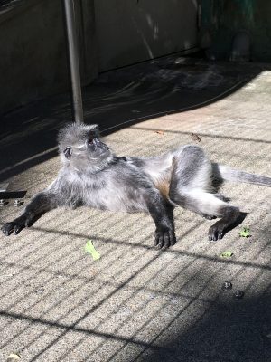 シルバールトン