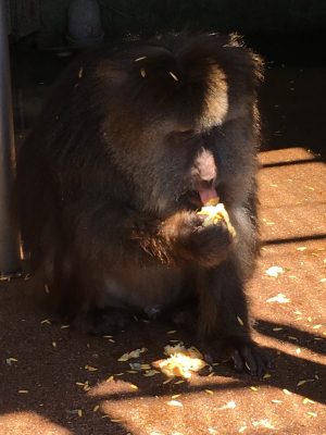 キルア食事