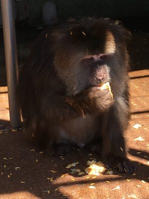キルア食事