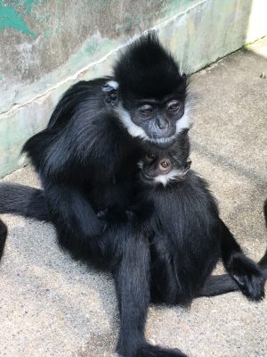 フランソワ