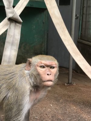 アカゲザルのマーニ
