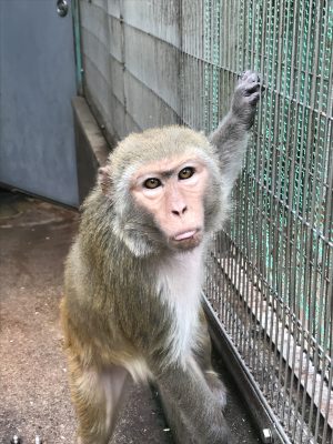 アカゲザルのダイアナ