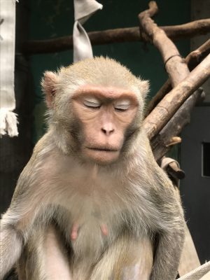 アカゲザルのロコモコ