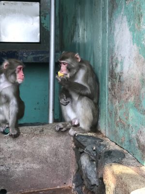 ニホンザルのカコが氷を食べている様子