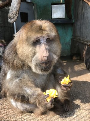 チベットモンキーのザルバが氷を食べている様子