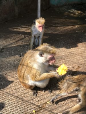 トクモンキーのキキョウが氷を食べている様子