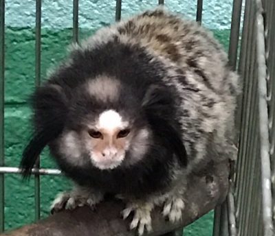 クロミミマーモセット その2