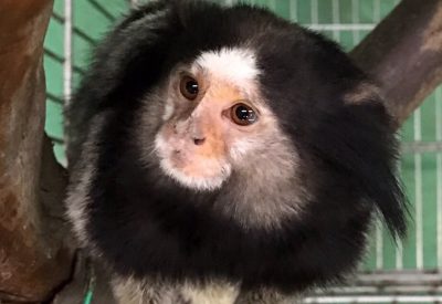 クロミミマーモセット その1