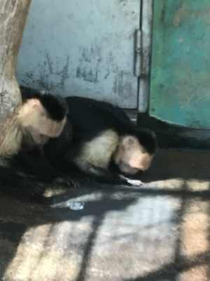 氷を溶かしてできた水をなめるノドジロオマキザルその２
