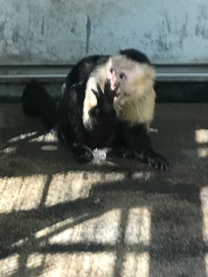 手についた水をなめるノドジロオマキザル